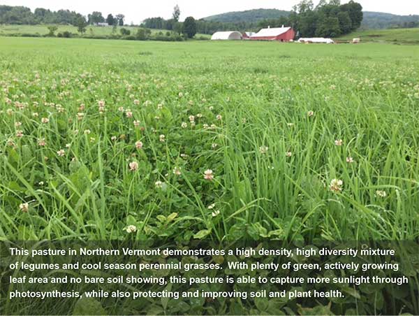 FOOD Farmers _grazing2